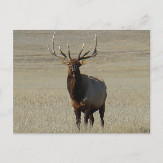 E59 Bull Elk Big Bull Postkarte (Vorderseite)
