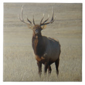 E59 Bull Elk Fliese (Vorderseite)