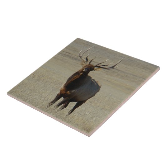 E59 Bull Elk Fliese (Seite)