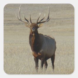 E59 Bull Elk Huge Bull Quadratischer Aufkleber