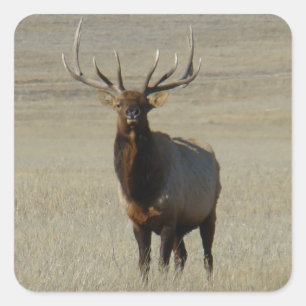 E59 Bull Elk Huge Bull Quadratischer Aufkleber