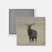 E59 Bull Elk Magnet (Vorderseite/Rückseite)