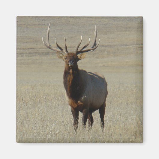 E59 Bull Elk Magnet (Vorne)