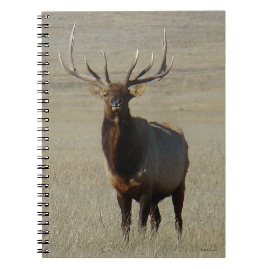 E59 Bull Elk Notizblock (Vorderseite)