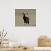 E59 Bull Elk Poster (Küche)