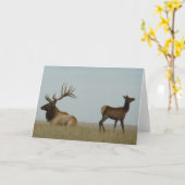 E5 Bull Elk und Yearling Karte (Gelbe Blume)