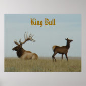 E5 Bull Elk und Yearling Poster (Vorne)