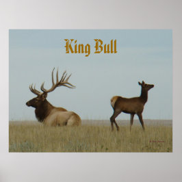 E5 Bull Elk und Yearling Poster