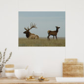 E5 Bull Elk und Yearling Poster (Küche)