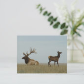 E5 Bull Elk und Yearling Postkarte (Stehend Vorderseite)