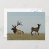 E5 Bull Elk und Yearling Postkarte (Vorne/Hinten)