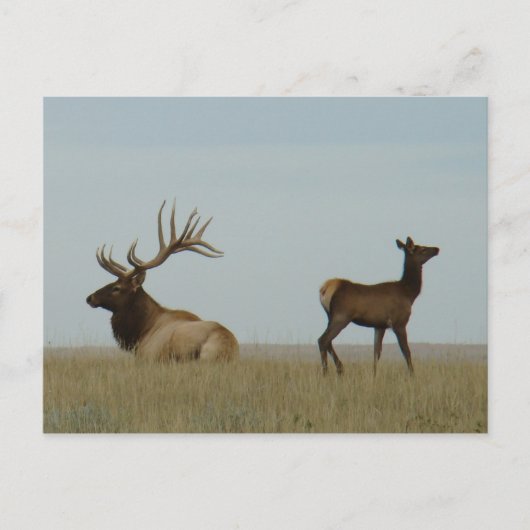 E5 Bull Elk und Yearling Postkarte (Vorderseite)