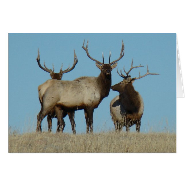 E60 Bull Elk Sky Lined (Vorderseite (Horizontal))