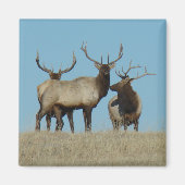 E60 Bull Elk Sky Lined Magnet (Vorne)