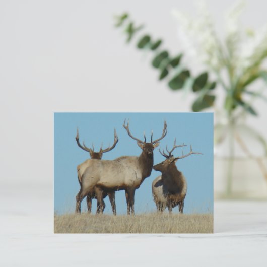 E60 Bull Elk Sky Lined Postkarte (Stehend Vorderseite)