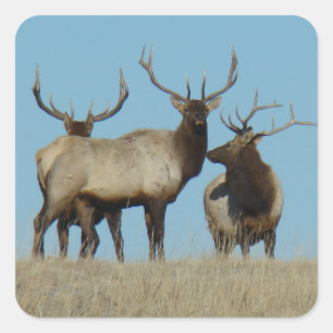 E60 Bull Elk Sky Lined Quadratischer Aufkleber