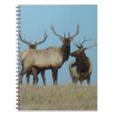 E60 Bullklee Notizblock (Vorderseite)