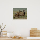 E61 Kuh-Elch und Kalb Poster (Küche)