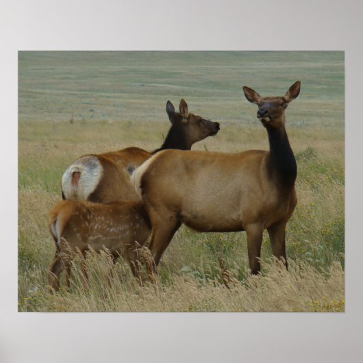 E61 Kuh-Elch und Kalb Poster (Vorne)