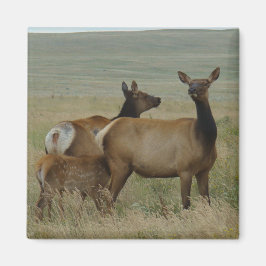 E61 Kuhweih und -kalb Magnet