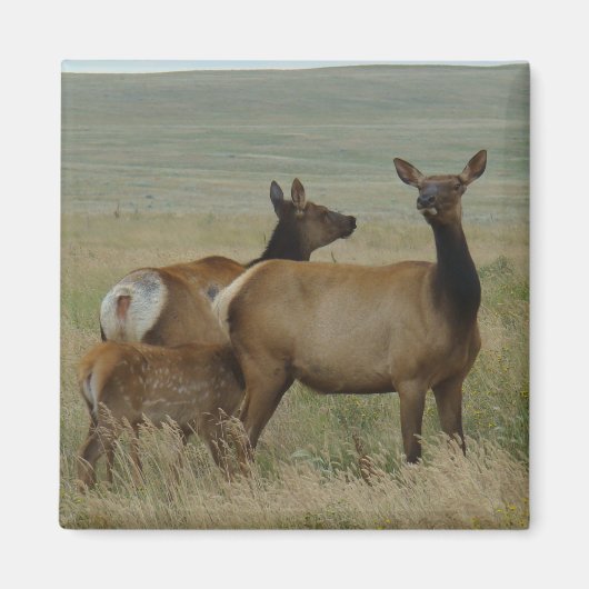 E61 Kuhweih und -kalb Magnet (Vorne)