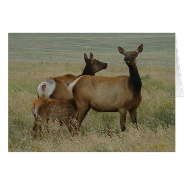 E61 Wapitikuh und Kalb (Vorderseite (Horizontal))