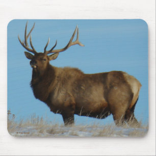 E62 Bull Elk am Himmel Mousepad