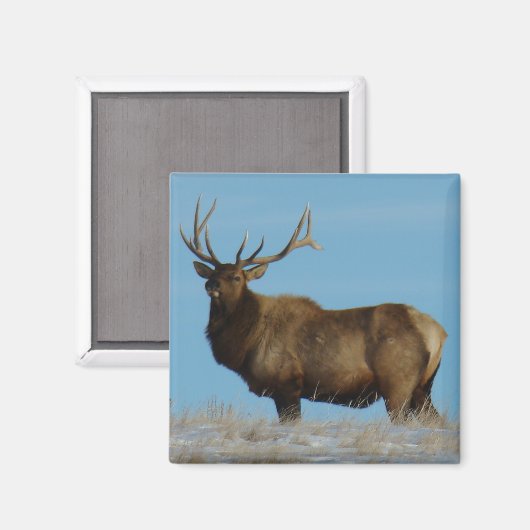 E62 Bull Elk Sky Lined Magnet (Vorderseite/Rückseite)
