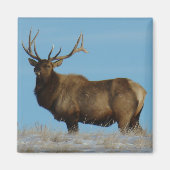 E62 Bull Elk Sky Lined Magnet (Vorne)