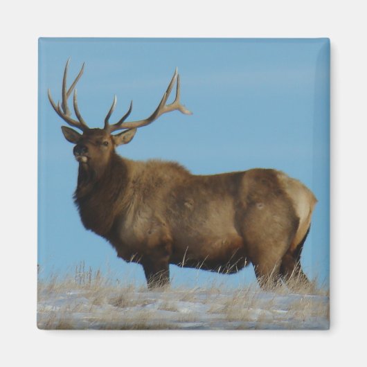 E62 Bull Elk Sky Lined Magnet (Vorne)