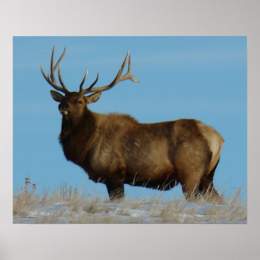 E62 Bull Elk Sky Lined Poster (Vorne)
