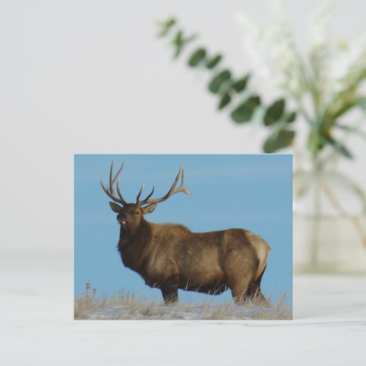 E62 Bull Elk Sky Lined Postkarte (Stehend Vorderseite)