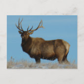 E62 Bull Elk Sky Lined Postkarte (Vorderseite)