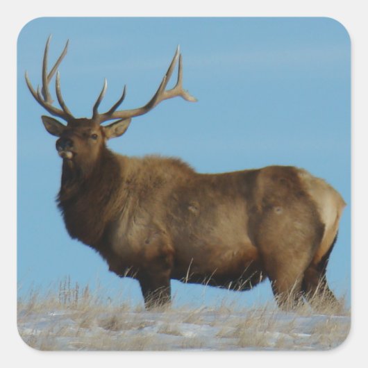 E62 Bull Elk Sky Lined Quadratischer Aufkleber (Vorderseite)