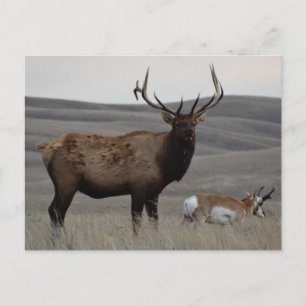 E63 Bull-Elch und Gabelbock-Antilope Postkarte