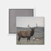 E63 Bull Elk and Pronghorn Antelope Magnet (Vorderseite/Rückseite)