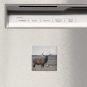 E63 Bull Elk and Pronghorn Antelope Magnet (In Situ (Geschirrspüler))