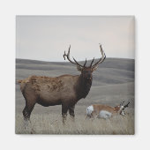 E63 Bull Elk and Pronghorn Antelope Magnet (Vorne)