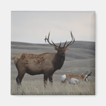 E63 Bull Elk and Pronghorn Antelope
