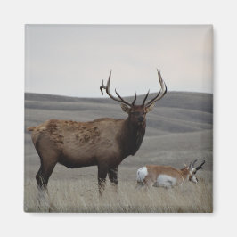 E63 Bull Elk and Pronghorn Antelope Magnet