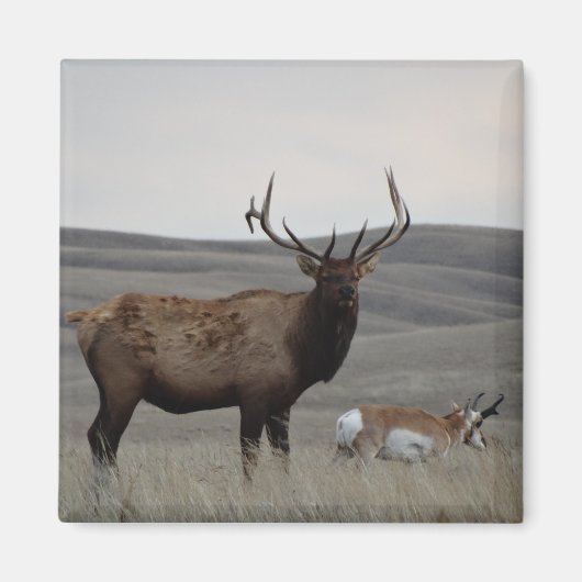 E63 Bull Elk and Pronghorn Antelope Magnet (Vorne)
