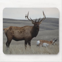E63 Bull Elk and Pronghorn Antelope