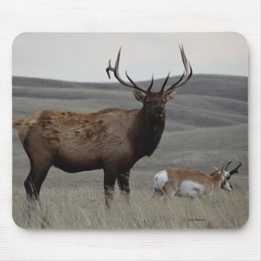 E63 Bull Elk and Pronghorn Antelope Mousepad (Vorne)