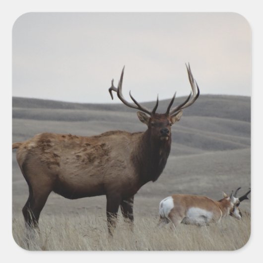 E63 Bull Elk and Pronghorn Antelope Quadratischer Aufkleber (Vorderseite)