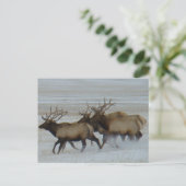 E64 Bull Elk Postkarte (Stehend Vorderseite)