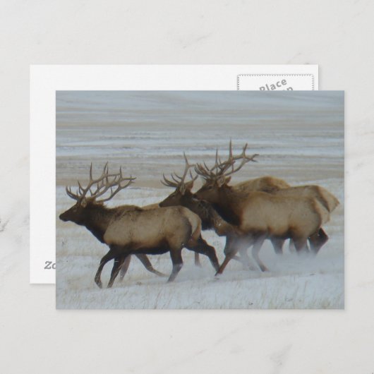 E64 Bull Elk Postkarte (Vorne/Hinten)