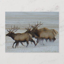E64 Bull Elk Postkarte