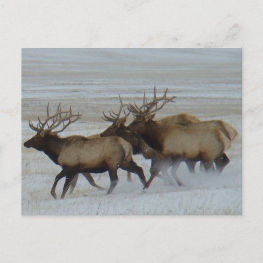 E64 Bull Elk Postkarte (Vorderseite)