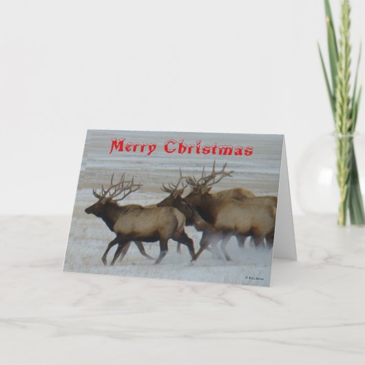 E64  Bull Elk Running Christmas Card Dankeskarte (Vorderseite)