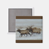 E64 Bull Elk Running Magnet (Vorderseite/Rückseite)